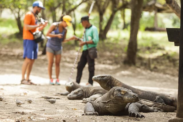 Tahun Depan Taman Komodo Ditutup Setahun, Karena Turis?