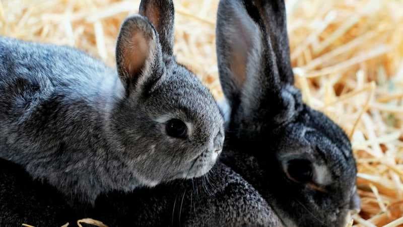 Rupa Seekor Hewan Picu Perdebatan antara Burung dan Kelinci