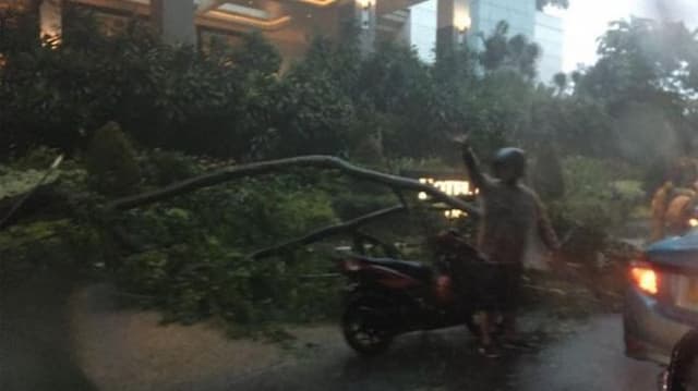 Jakarta Dikepung Banjir, Pohon-Pohon Juga Bertumbangan