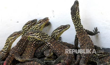 74 Ekor Bayi Komodo Lahir di Kebun Binatang Surabaya
