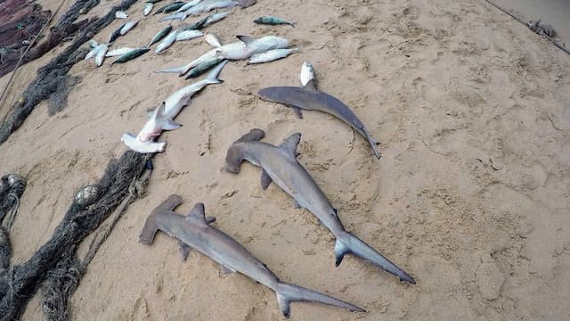 Hampir 100 Hiu Martil Ditemukan Mati di Pantai Hawaii, Ada Apa?