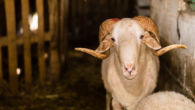 Umur Berapa Anak Boleh Makan Daging Kambing?