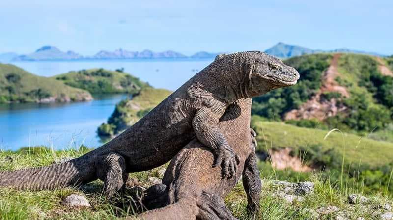 Sederet Keindahan Pulau Komodo yang Jadi Lokasi Syuting Film Thailand